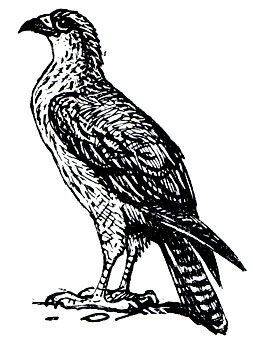 Рис. 88. Ястребиный орел (Hieraaetus fascialus)