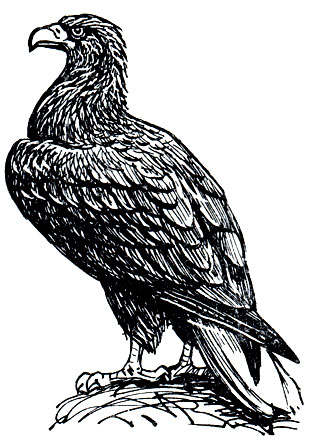 Рис. 89. Орлан-белохвост (Haliaeetus albicilla)