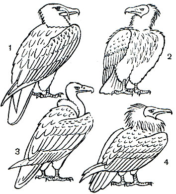 Таблица 21. Грифы Старого Света: 1 - бородач, или ягнятник (Gypaetus barbatus); 2 - черный гриф (Aegypius monachus); 3 - белоголовый сип (Gyps fulvus); 4 - обыкновенный стервятник (Neophron percnopterus)