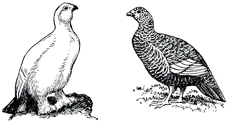 Рис. 96. Белая куропатка (Lagopus lagopus): слева - в зимнем, справа - в летнем наряде