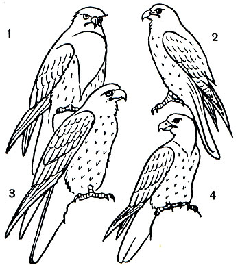 Таблица 23. Сокола: 1 - кречет (Falco gyrfalco); 2 - настоящий сокол, или сапсан (F. peregrinus); 3 - обыкновенный балобан (F. cherrug); 4 - обыкновенный чеглок (F. subbuteo)