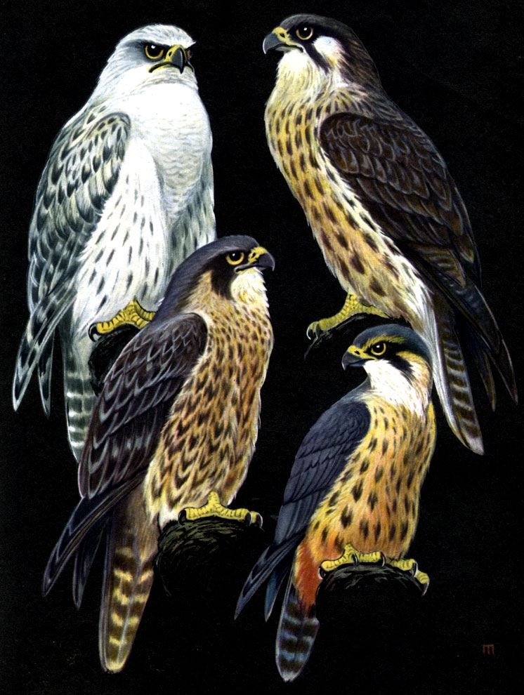 Таблица 23. Сокола: 1 - кречет (Falco gyrfalco); 2 - настоящий сокол, или сапсан (F. peregrinus); 3 - обыкновенный балобан (F. cherrug); 4 - обыкновенный чеглок (F. subbuteo)