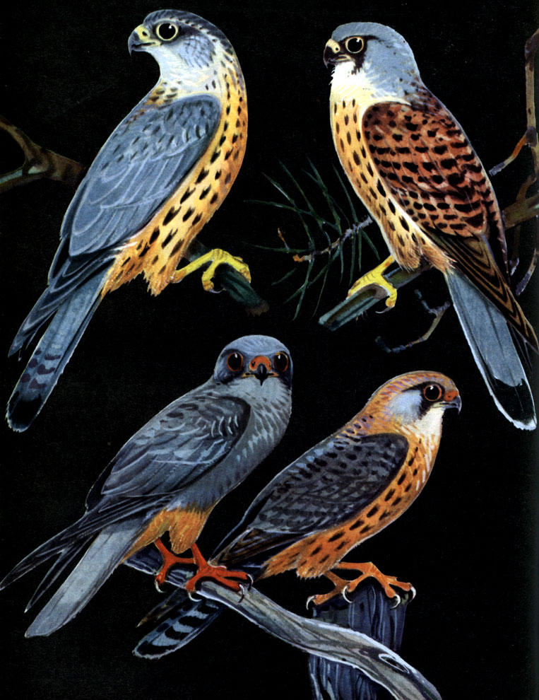 Таблица 24. Мелкие сокола: вверху слева - дербник (Falco columbar: вверху справа - обыкновенная пустельга внизу - кобчик (F. vespertinus), слева самец, справа самка