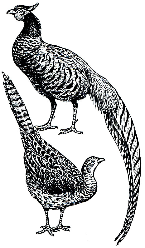 Рис. 106. Обыкновенный фазан (Phasianus colchicus)