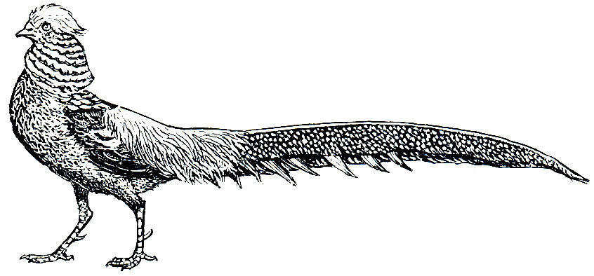 Рис. 107. Золотой фазан (Chrysolophus pictus)