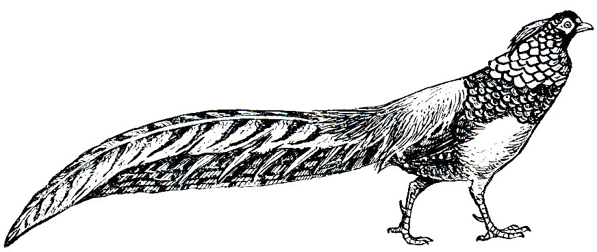 Рис. 108. Алмазный фазан (Chrysolophus amherstiae)