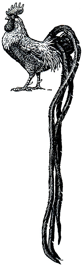 Рис. 112. Петух японской декоративной породы феникс