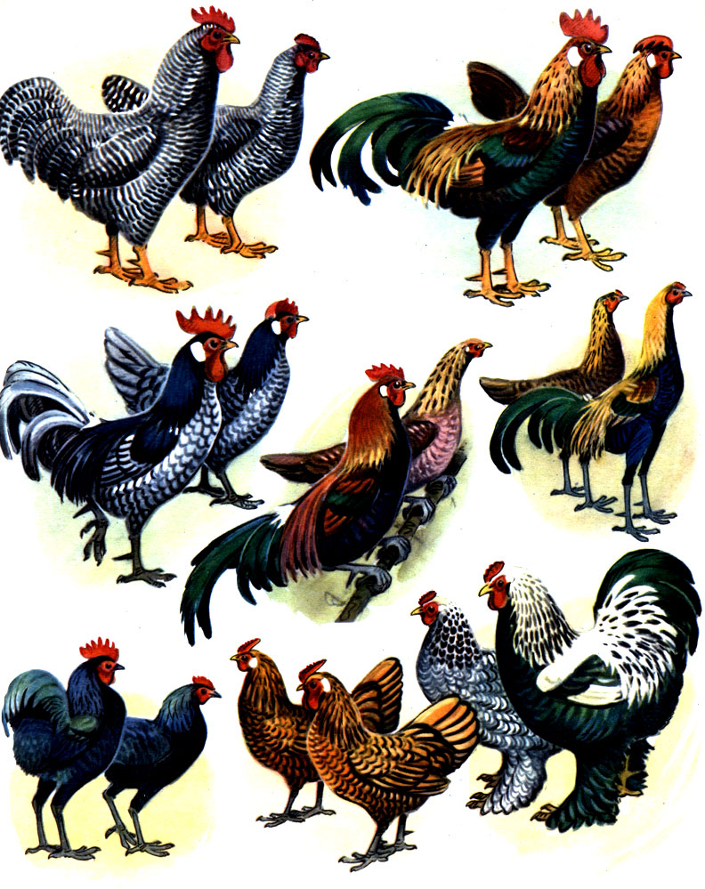 Таблица 27. Породы домашних кур: 1 - полосатый плимутрок; 2 - куропатчатая итальянская; 3 - голубая андалузская; 4 - карликовая бойцовая; 5 - карликовый лангшан; 6 - золотистый себрайт-бентам; 7 - темная брама; 8 - банкивская дикая
