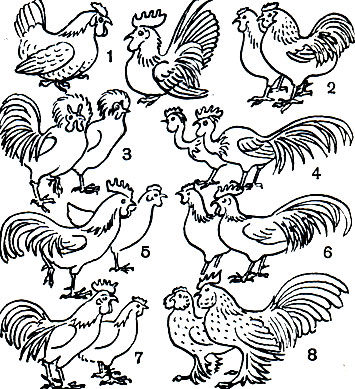 Таблица 28. Породы домашних кур: 1 - голубая шабо; 2 - светлый виандот; 3 - кревкер; 4 - голошейная; 5 - минорка; 6 - лакенфельдер; 7 - загорская лососевая; 8 - фарфоровая карликовая