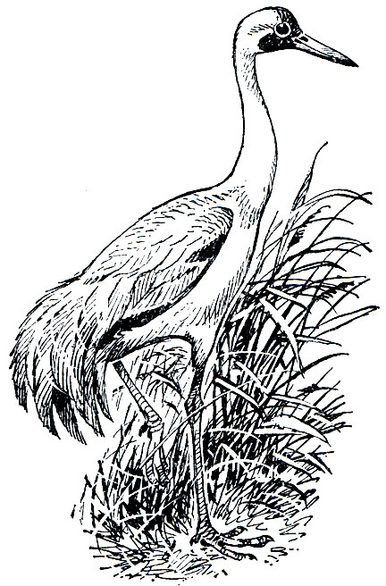 Рис. 120. Стерх, или белый журавль (Grus leucogeranus)