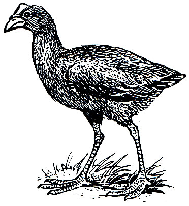 Рис. 128. Султанская курица (Porphyrio poliocephalus)