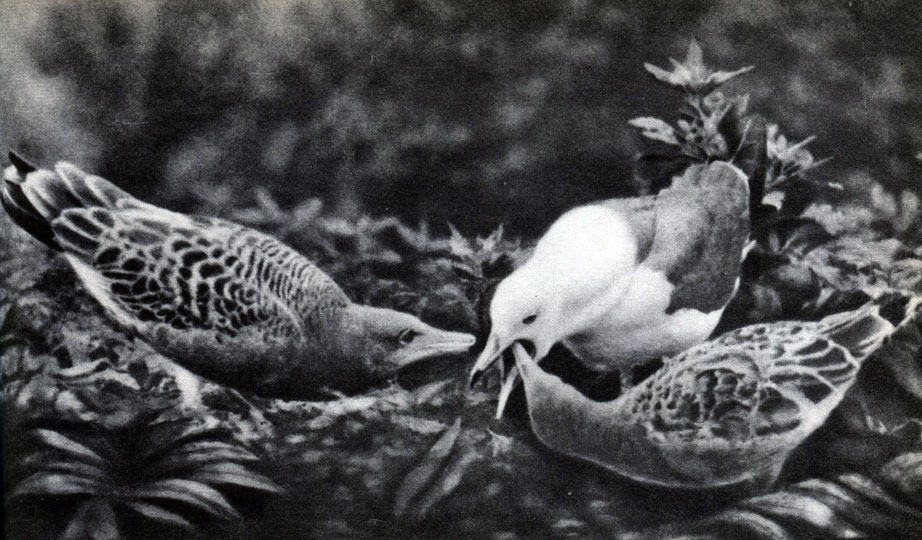 Таблица 31. Птицы Приморского края. Чернохвостая чайка (Larus crassirostris) с птенцами