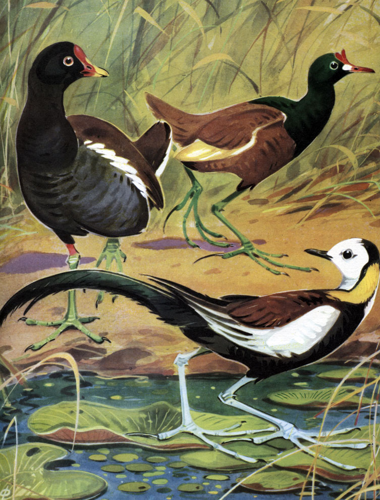Таблица 38. Болотные птицы тропиков: 1 - камышница (Gallinula chloropus); 2 - рогатая камышница (Gallicrex cinerea); 3 - фазанохвостая якана (Hydrochirurgus phasianus)