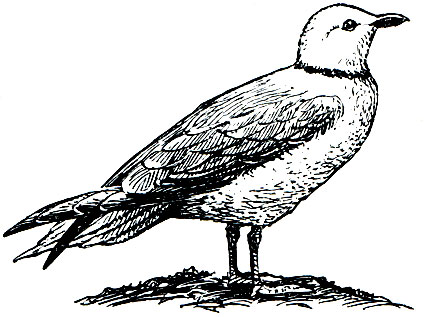 Рис. 166. Розовая чайка (Rhodostethia rosea)