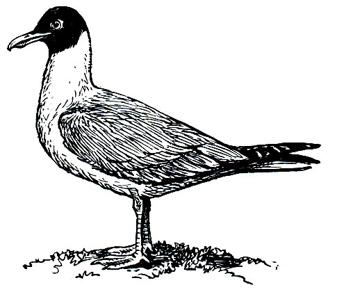 Рис. 170. Обыкновенная, или озерная, чайка (Larus ridibundus)