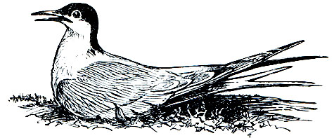 Рис. 173. Обыкновенная, или речная, крачка (Sterna hirundo)