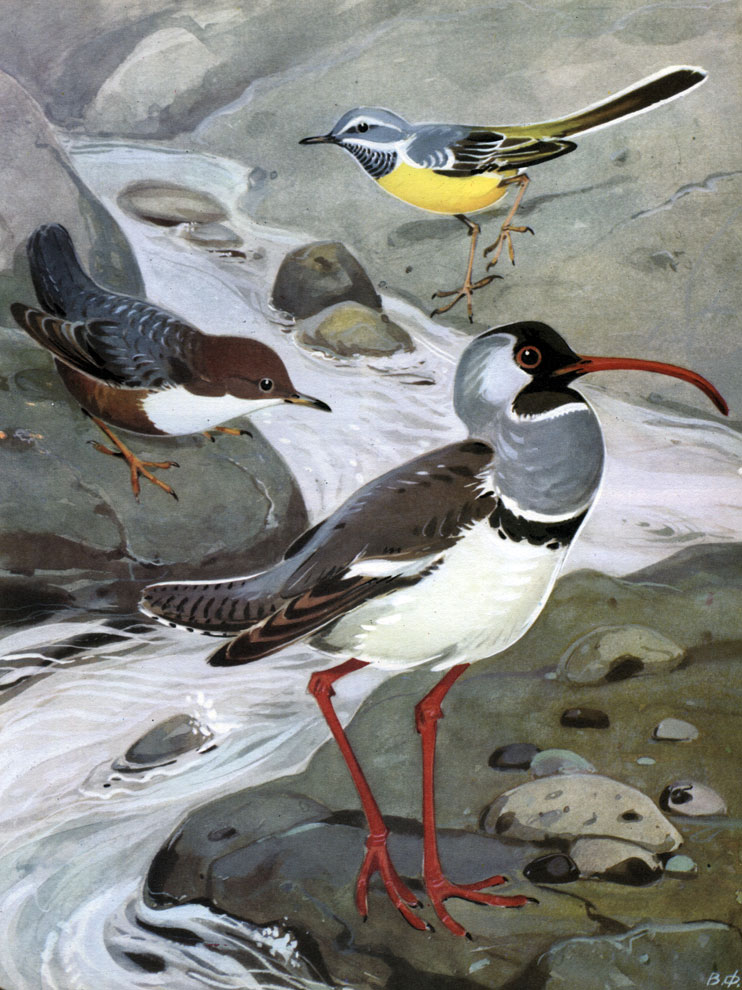 Таблица 39. Птицы горных рек: 1 - горная трясогузка (Motacilla cinerea); 2 - обыкновенная оляпка (Cinclus cinclus); 3 - кулик-серпоклюв (Ibidorhyncha struthersi)