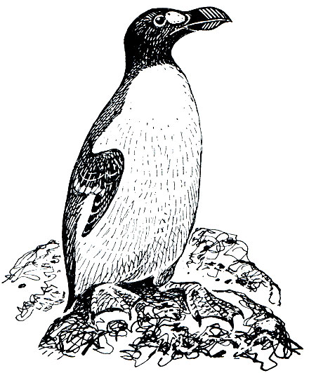 Рис. 178. Бескрылая гагарка (Pinguinus impennis)