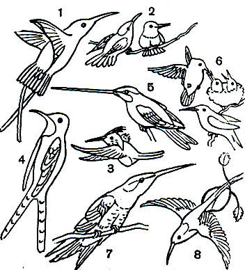 Таблица 42. Колибри: 1 - топазовая колибри (Topaza pella); 2 - рубиновая колибри (Chrysolampis mosquitos); 3 - эльф украшенный (Lophornis magnificer); 4 - колибри-сапфо (Sappho sparganura); 5 - мечеклювая колибри (Ensifera ensifera); 6 - рубиногорлая колибри (Archilochus colubris), вверху самка с птенцами, внизу самец; 7 - гигантская колибри (Patagona gigas); 8 - ракетохвостая колибри (Loddigesia mirabilis)