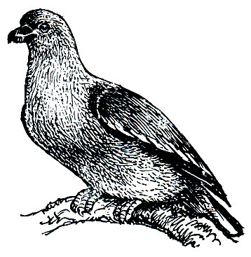 Рис. 192. Попугайный голубь (Vinago walia)