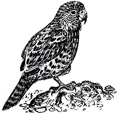 Рис. 194. Какапо, или совиный попугай (Strigops habroptilus)