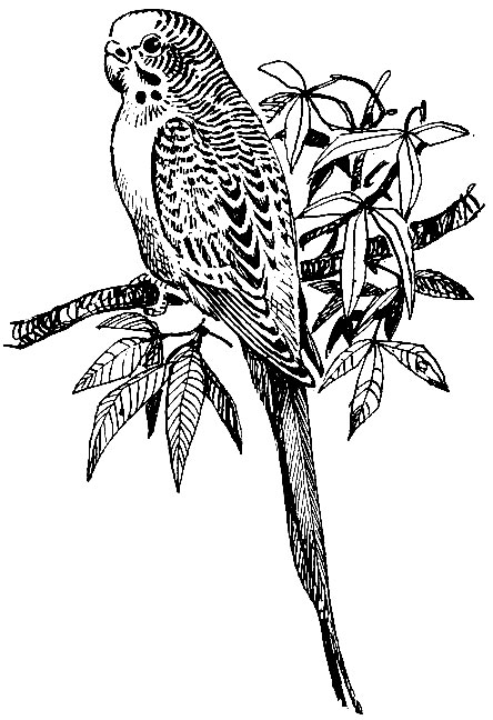 Рис. 197. Волнистый попугайчик (Melopsittacus undulatus)