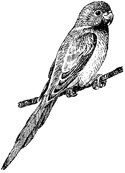 Рис. 198. Ожереловый попугай Крамера (Psittacula krameri)