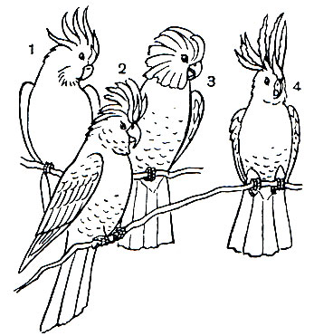 Таблица 43. Разные виды какаду: 1 - какаду-инка (Kakatoe leadbeateri); 2 - рыжехвостый черный какаду (Calyptorliynchus magnificus); 3 - розовый какаду (Kakatoe roseicapilla); 4 - желтохохлый какаду (K. galerita)