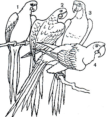Таблица 44. Южноамериканские попугаи: 1 - красный ара (Ara macao); 2 - гиацинтовый ара Anodorhynchus hiacinthimis; 3 - синежелтый ара (Ага araruana); 4 - зеленокрылый ара (A. chloroptera)