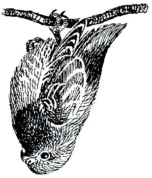 Рис. 199. Синеголовый висячий попугай (Loriculus galgulus)