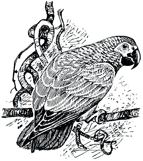 Рис. 200. Серый попугай, или жако (Psittacus erithacus)