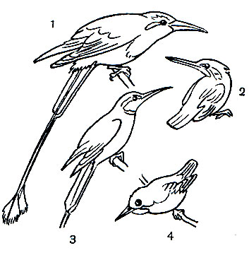 Таблица 45. Ракши: 1 - синебровый момот (Eumomota superciliosa); 2 - обыкновенный зимородок (Alcedo atthis); 3 - золотистая щурка (Merops apiaster); 4 - ямайский тоди (Todus todus)