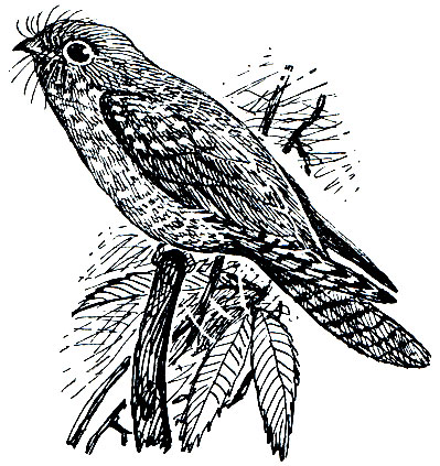 Рис. 221. Гуахаро (Steatornis caripensis)