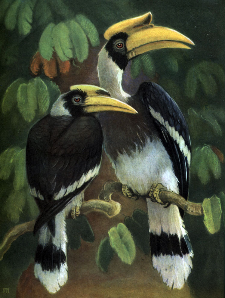 Таблица 48. Калао (Buceros bicornis), слева самец, справа самка