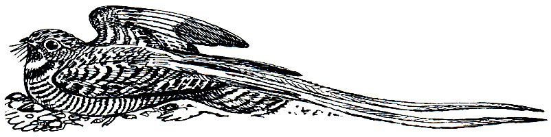 Рис. 226. Вымпеловый козодой (Semeiophorus vexillaris)