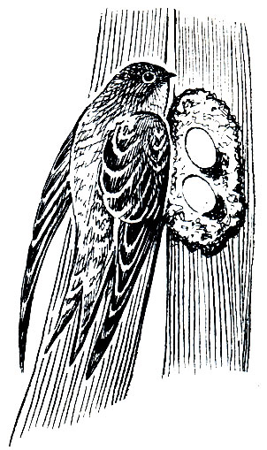 Рис. 228. Пальмовый стриж (Cypsiurus parvus)