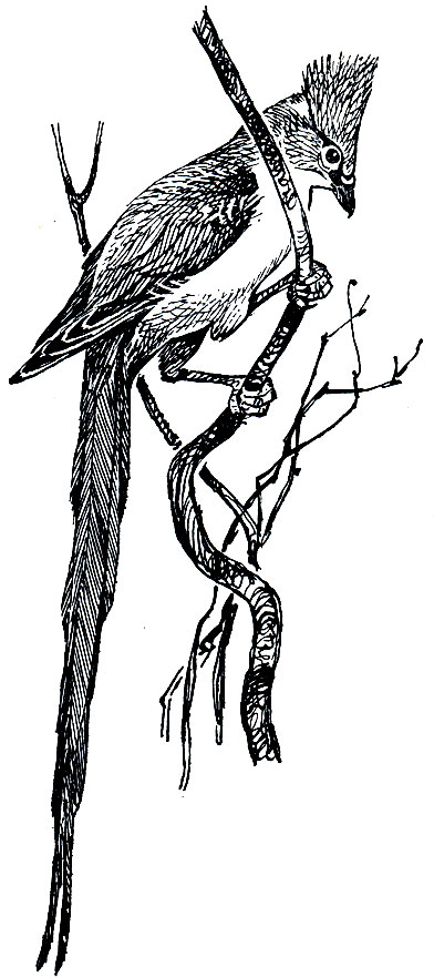 Рис. 233. Длиннохвостая птица-мышь (Colius macrourus)