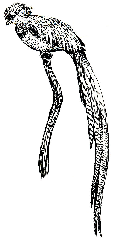 Рис. 234. Квезал (Pharomachrus mocino)