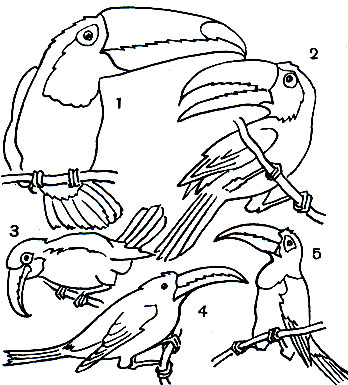 Таблица 52. Туканы: 1 - перцеяд токо (Ramphastus toco); 2 - желтогорлый тукан (R. sulfuratus); 3 - изумрудный тукан (Aulacorhynchus prasinus); 4 - горный тукан (Andigena laminirostris); 5 - зеленокрылый арасари (Pteroglossus viridis)