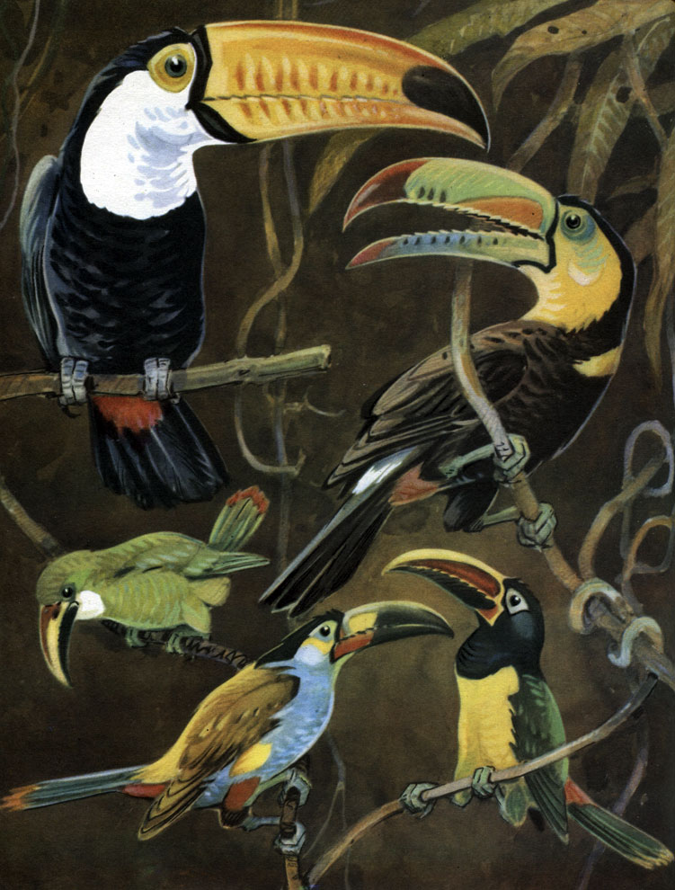 Таблица 52. Туканы: 1 - перцеяд токо (Ramphastus toco); 2 - желтогорлый тукан (R. sulfuratus); 3 - изумрудный тукан (Aulacorhynchus prasinus); 4 - горный тукан (Andigena laminirostris); 5 - зеленокрылый арасари (Pteroglossus viridis)