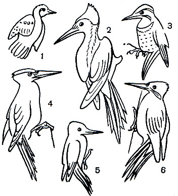 Таблица 53. Дятловые: 1 - вертишейка (Jynx torquilla); 2 - белоклювый дятел (Campephilus principalis); 3 - золотой дятел (Colaptes auratus); 4 - желна, или черный дятел (Dryocopus martius); 5 - малый пестрый дятел (Dendrocopos minor); 6 - зеленый дятел (Picus viridis)