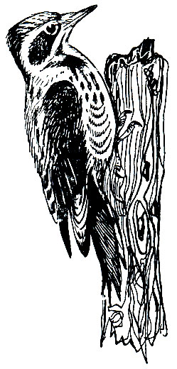 Рис. 247. Трехпалый дятел (Picoides tridactylus)