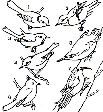Таблица 56. Насекомоядные птицы леса: 1 - лазоревка (Parus coeruleus); 2 - большая синица (P. major); 3 - буроголовая гаичка (P. atricapillus); 4 - московка (P. ater); 5 - обыкновенный поползень (Sitta europaea); 6 - хохлатая синица (Parus cristatus); 7 - обыкновенная пищуха (Certhia familiaris)