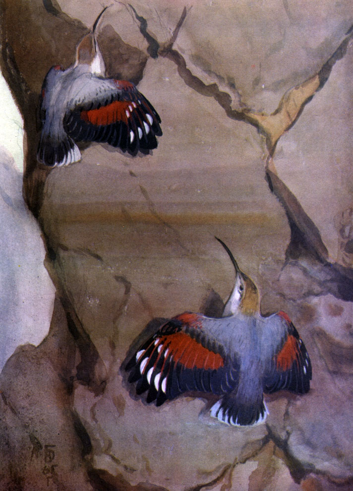 Таблица 57. Краснокрылый стенолаз (Tichodroma muraria)