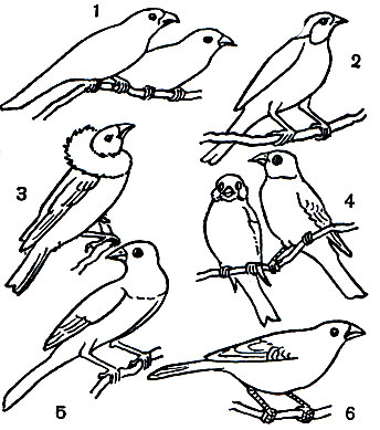 Таблица 61. Тропические ткачики: 1 - зебровая амадина (Taeniopygia guttata); 2 - красногорлая амадина (Amadina fasciata); 3 - огненный ткачик (Euplectes franciscano); 4 - рисовка, или яванский воробей (Munia oryzivora); 5 - чешуйчатая амадина (Lonchura punctulata); 6 - амарантовый ткачик, или амаранта (Lagonosticta senegala)
