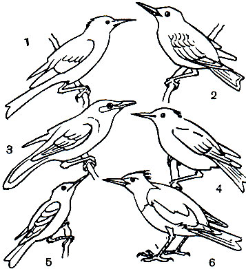 Таблица 62. Скворцы: 1 - серый скворец (Spodiopsar cineraceus); 2 - обыкновенный скворец (Sturnus vulgaris); 3 - майна (Acridotheres tristis); 4 - японский скворец (Sturnia philippensis); 5 - малый скворец (S. sturnia); 6 - розовый скворец (Pastor roseus)