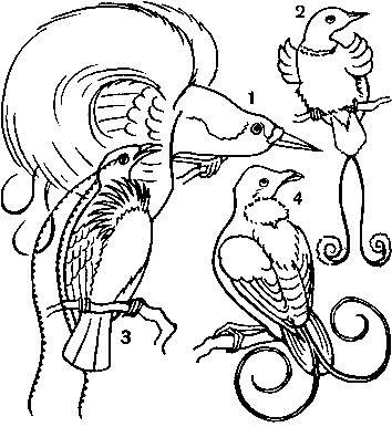 Таблица 63. Райские птицы: 1 - малая райская птица (Paradisea minor); 2 - королевская райская птица (Cicinnurus regius); 3 - двувымпеловая райская птица (Pteridophora alberti); 4 - вильсонова райская птица (Diphyllodes respublica)