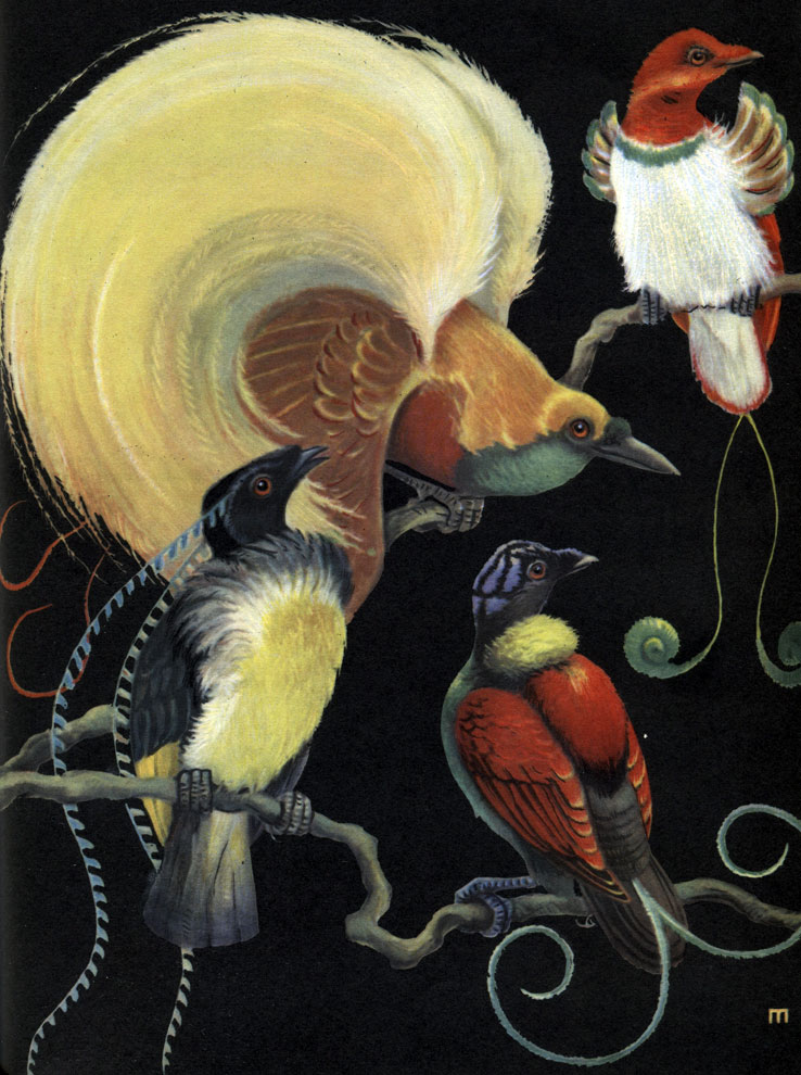 Таблица 63. Райские птицы: 1 - малая райская птица (Paradisea minor); 2 - королевская райская птица (Cicinnurus regius); 3 - двувымпеловая райская птица (Pteridophora alberti); 4 - вильсонова райская птица (Diphyllodes respublica)