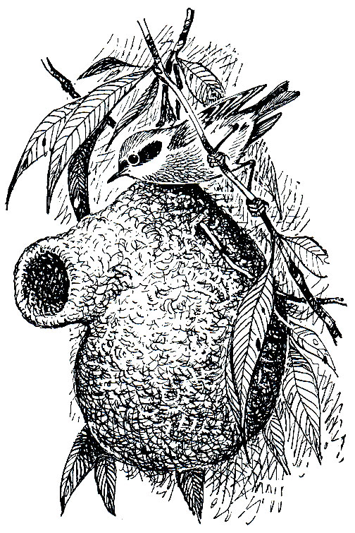 Рис. 292. Обыкновенный ремез (Remiz pendulinus)