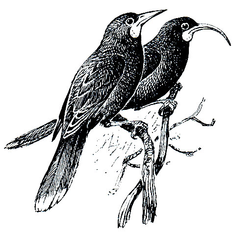 Рис. 313. Разноклювая гуйя (Heterolacha acutirostris): слева - самец, справа - самка